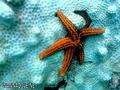 scuba diving photo