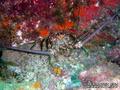 scuba diving photo