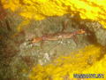 scuba diving photo