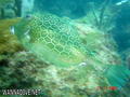 scuba diving photo
