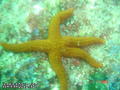 scuba diving photo