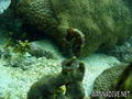 scuba diving photo