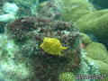 scuba diving photo