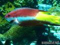 scuba diving photo