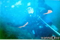 scuba diving photo