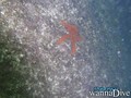 scuba diving photo