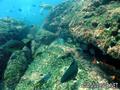 scuba diving photo