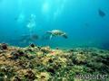 scuba diving photo