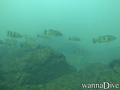 scuba diving photo