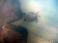 scuba diving photo