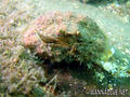 scuba diving photo
