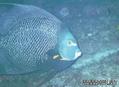 scuba diving photo