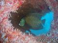 scuba diving photo