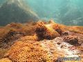 scuba diving photo