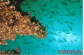 scuba diving photo