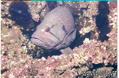scuba diving photo