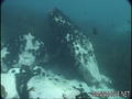 scuba diving photo