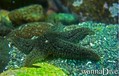 scuba diving photo