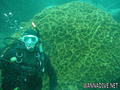 scuba diving photo