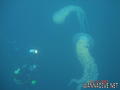 scuba diving photo