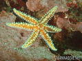 scuba diving photo