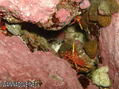 scuba diving photo