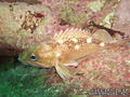 scuba diving photo