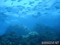 scuba diving photo