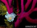 scuba diving photo