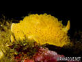 scuba diving photo