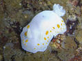 scuba diving photo