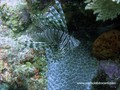 scuba diving photo
