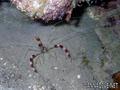 scuba diving photo