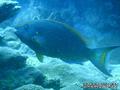 scuba diving photo
