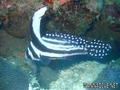 scuba diving photo