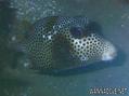 scuba diving photo
