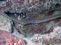 scuba diving photo