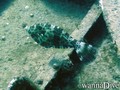 scuba diving photo