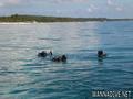scuba diving photo