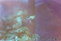 scuba diving photo