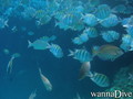scuba diving photo