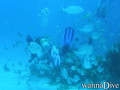 scuba diving photo
