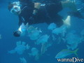 scuba diving photo