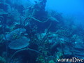 scuba diving photo