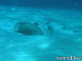 scuba diving photo