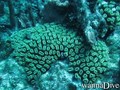 scuba diving photo
