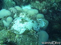 scuba diving photo