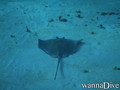scuba diving photo