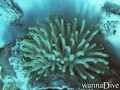 scuba diving photo