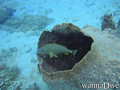 scuba diving photo